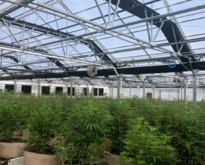 cannabis grow facility