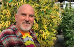 Ed discusses cannabis harvest and when plants are ready