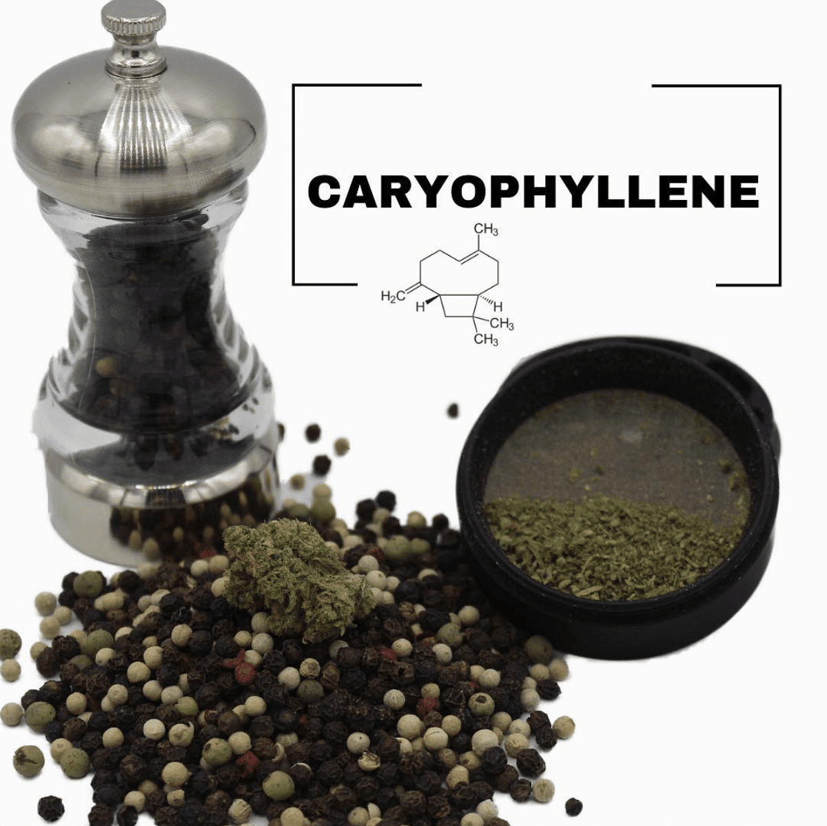 caryophyllene terpene