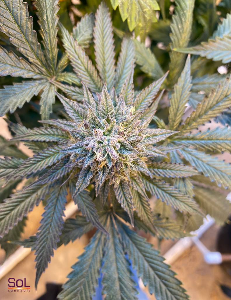 cannabis plant - sol cannabis