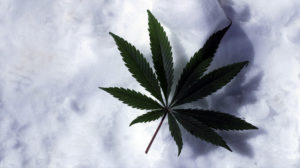 best cannabis strains in Reno
